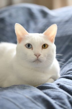 Evde oynayan yetişkin beyaz Khao Manee kedisi..