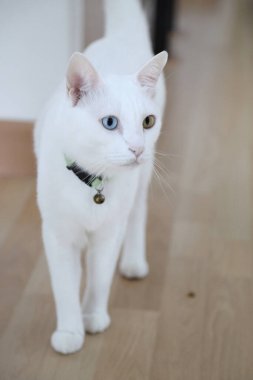 Evde oynayan yetişkin beyaz Khao Manee kedisi..