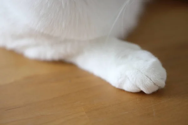 The macro picture of cat paw in the house