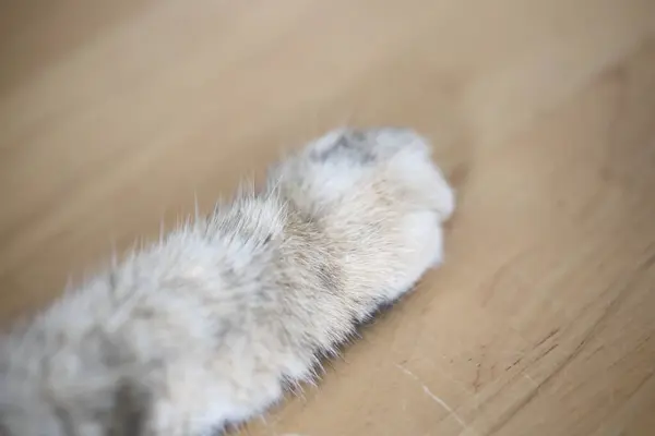 The macro picture of cat paw in the house