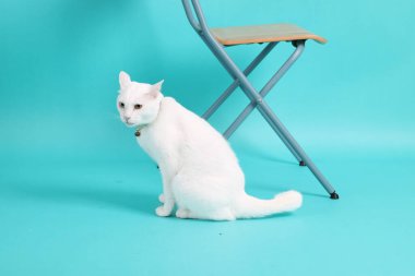 Yeşil arka planda oturan yetişkin beyaz Khao Manee kedisi..