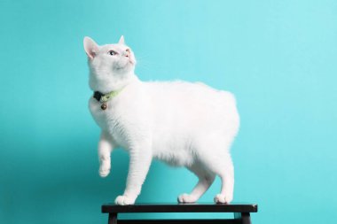 Yeşil arka planda oturan yetişkin beyaz Khao Manee kedisi..