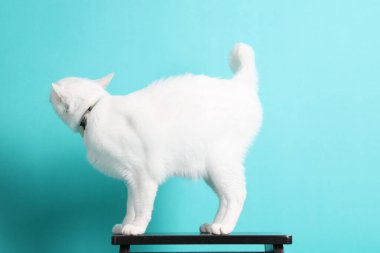 Yeşil arka planda oturan yetişkin beyaz Khao Manee kedisi..