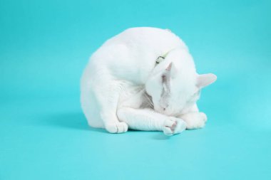 Yeşil arka planda oturan yetişkin beyaz Khao Manee kedisi..