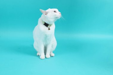 Yeşil arka planda oturan yetişkin beyaz Khao Manee kedisi..