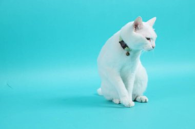 Yeşil arka planda oturan yetişkin beyaz Khao Manee kedisi..