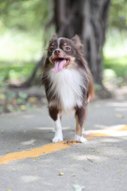 Doğal parktaki kahverengi ve beyaz chihuahua köpeği..