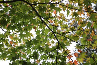 Sonbahar mevsiminde beyaz bulutlu gökyüzünün altında yeşil ve kırmızı akçaağaç.