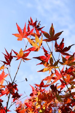 Sonbahar sezonunda Kasım ayında akçaağaç grubu.