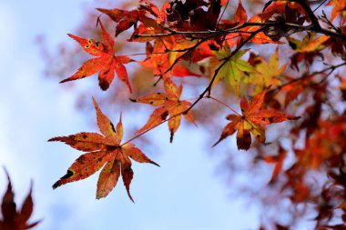 Sonbahar sezonunda Kasım ayında akçaağaç grubu.
