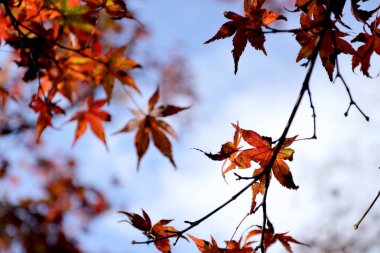 Sonbahar sezonunda Kasım ayında akçaağaç grubu.