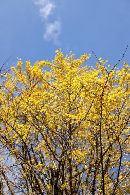 Güzel sarı ginkgo yaprakları mavi gökyüzüne karşı.