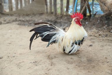 Siyah beyaz Bantam tavuğu ya da küçük bir çiftlikte dinlenen horoz..