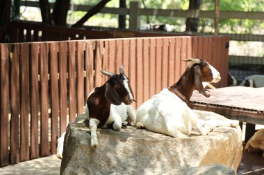 Kahverengi maskeli beyaz Boer Keçileri gün boyunca çiftlikte dinleniyor.. 
