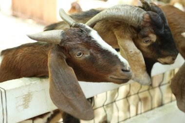Kahverengi maskeli beyaz Boer Keçileri gün boyunca çiftlikte dinleniyor.. 