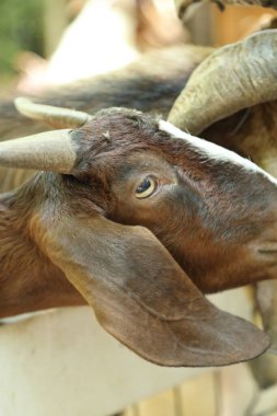 Kahverengi maskeli beyaz Boer Keçileri gün boyunca çiftlikte dinleniyor.. 