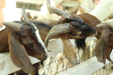 Kahverengi maskeli beyaz Boer Keçileri gün boyunca çiftlikte dinleniyor.. 