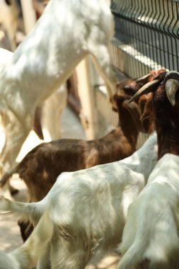 Kahverengi maskeli beyaz Boer Keçileri gün boyunca çiftlikte dinleniyor.. 