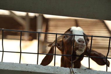 Kahverengi maskeli beyaz Boer Keçileri gün boyunca çiftlikte dinleniyor.. 