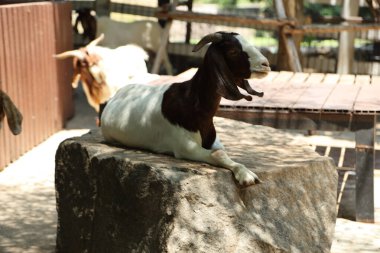 Kahverengi maskeli beyaz Boer Keçileri gün boyunca çiftlikte dinleniyor.. 