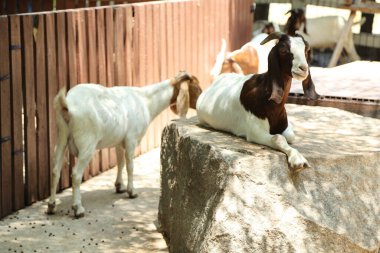 Kahverengi maskeli beyaz Boer Keçileri gün boyunca çiftlikte dinleniyor.. 