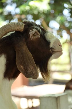 Kahverengi maskeli beyaz Boer Keçileri gün boyunca çiftlikte dinleniyor.. 