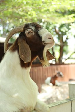 Kahverengi maskeli beyaz Boer Keçileri gün boyunca çiftlikte dinleniyor.. 