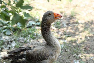 Gündüzleri çiftlikteki Amerikan Buff Kazları. 