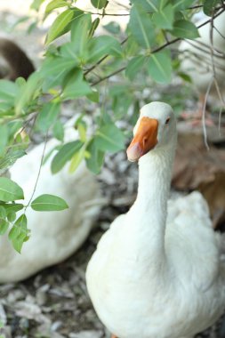Gündüzleri çiftlikteki Amerikan Buff Kazları. 