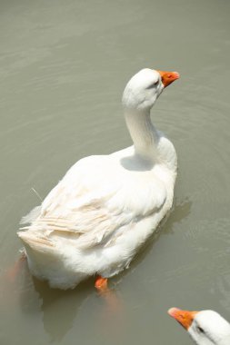 Gündüzleri çiftlikteki Amerikan Buff Kazları. 