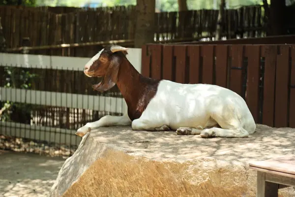 Kahverengi maskeli beyaz Boer Keçileri gün boyunca çiftlikte dinleniyor.. 