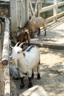 Kahverengi maskeli beyaz Boer Keçileri gün boyunca çiftlikte dinleniyor..