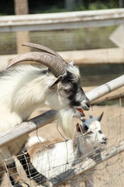Kahverengi maskeli beyaz Boer Keçileri gün boyunca çiftlikte dinleniyor..