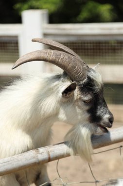 Kahverengi maskeli beyaz Boer Keçileri gün boyunca çiftlikte dinleniyor..