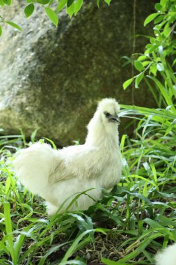 The white Silkie Chicken living in the nature. clipart