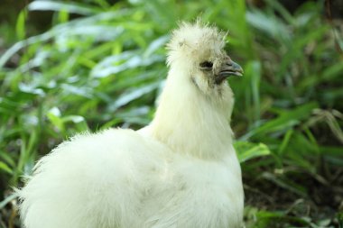 The white Silkie Chicken living in the nature. clipart