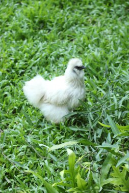 The white Silkie Chicken living in the nature. clipart