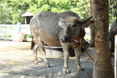 Gündüz vakti çiftlikte yaşayan Bhadawari Bufalosu..