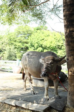 Gündüz vakti çiftlikte yaşayan Bhadawari Bufalosu..