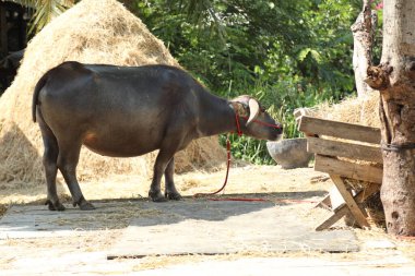 Gündüz vakti çiftlikte yaşayan Bhadawari Bufalosu..