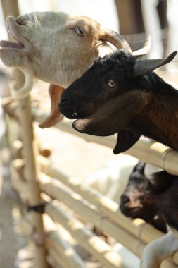 Kahverengi maskeli beyaz Boer Keçileri gün boyunca çiftlikte dinleniyor..