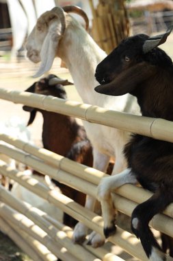 Kahverengi maskeli beyaz Boer Keçileri gün boyunca çiftlikte dinleniyor..