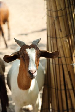 Kahverengi maskeli beyaz Boer Keçileri gün boyunca çiftlikte dinleniyor..