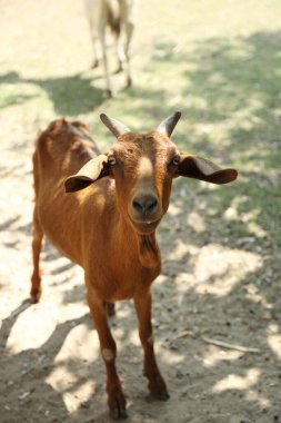 Kahverengi maskeli beyaz Boer Keçileri gün boyunca çiftlikte dinleniyor..