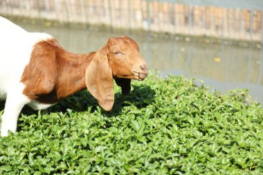 Kahverengi maskeli beyaz Boer Keçileri gün boyunca çiftlikte dinleniyor..