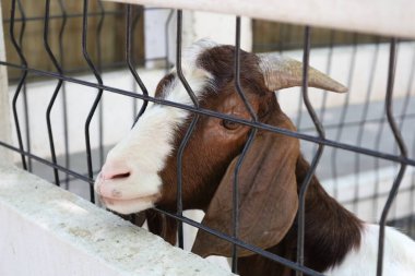 Kahverengi maskeli beyaz Boer Keçileri gün boyunca çiftlikte dinleniyor..