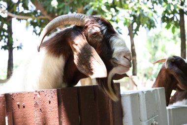Kahverengi maskeli beyaz Boer Keçileri gün boyunca çiftlikte dinleniyor..