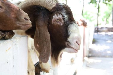 Kahverengi maskeli beyaz Boer Keçileri gün boyunca çiftlikte dinleniyor..