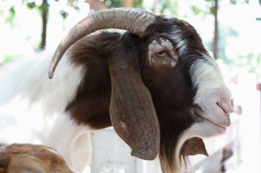 Kahverengi maskeli beyaz Boer Keçileri gün boyunca çiftlikte dinleniyor..