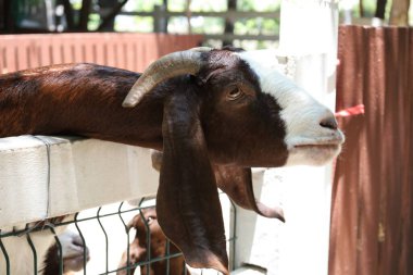 Kahverengi maskeli beyaz Boer Keçileri gün boyunca çiftlikte dinleniyor..